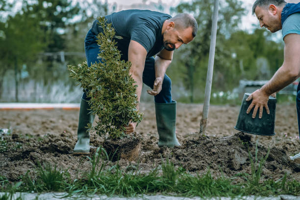 Best Tree and Shrub Care  in Brandenburg, KY